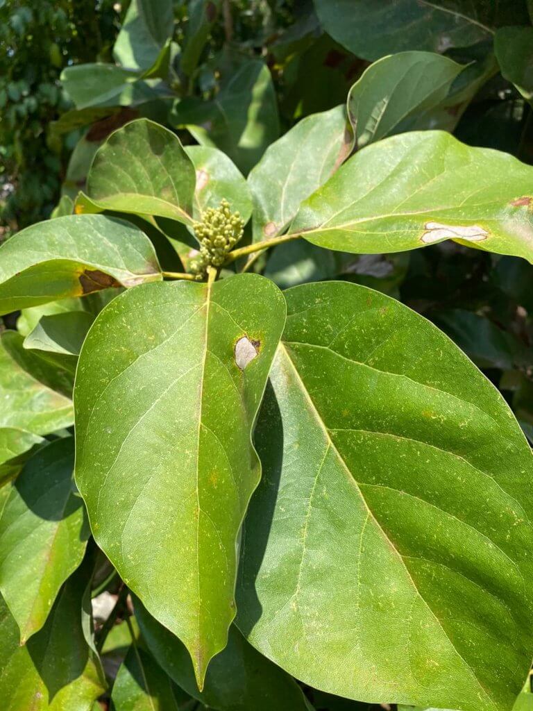 bush medicine avocado leaf