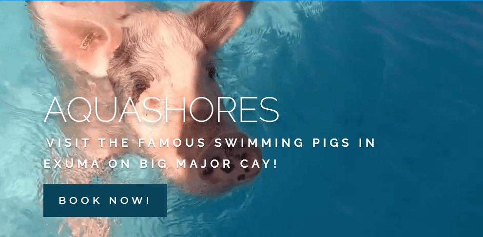 swim with pigs