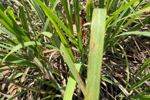 bush medicine fever grass