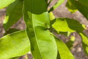 bush medicine guinep leaf